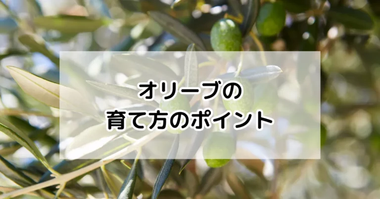 オリーブの育て方