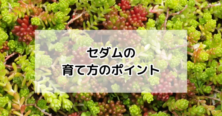 セダムの育て方