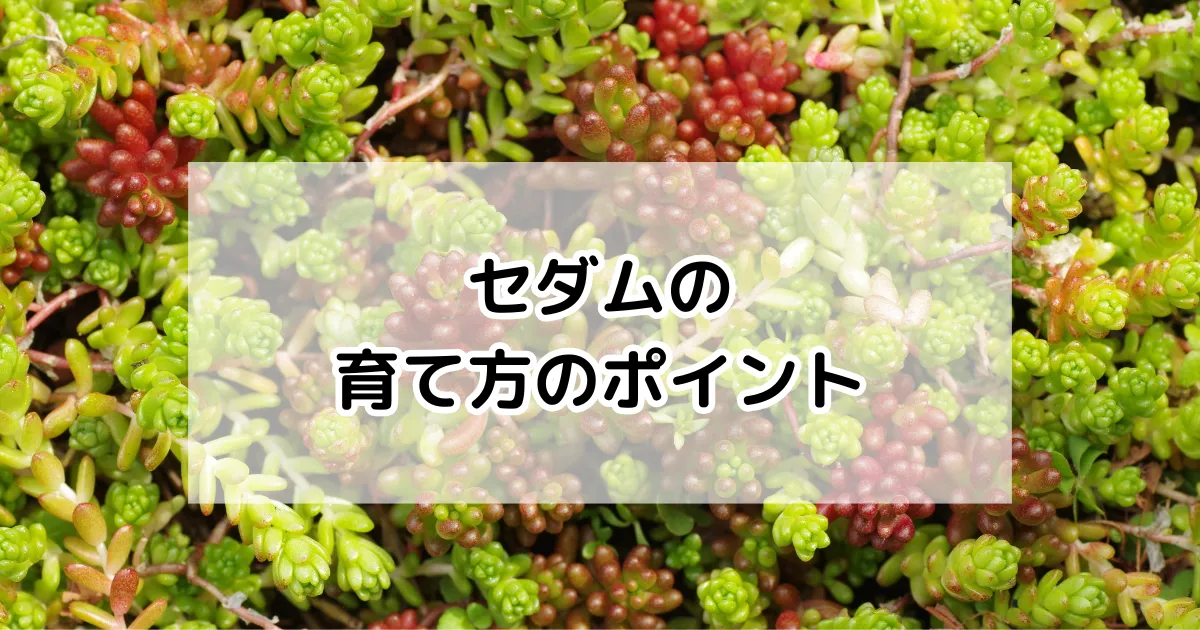 セダムの育て方
