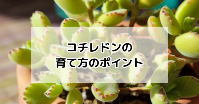 コチレドンの育て方