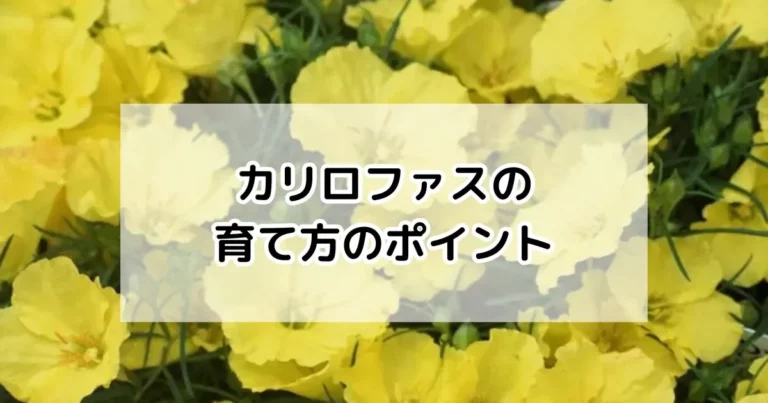 カリロファスの育て方