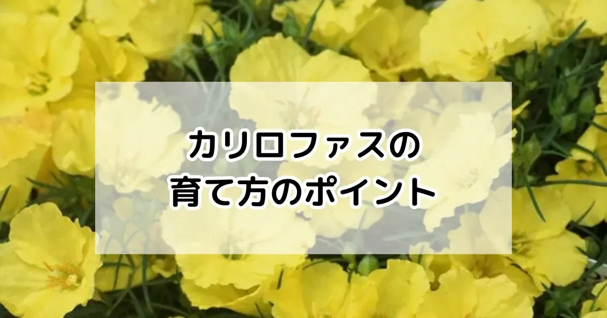 カリロファスの育て方