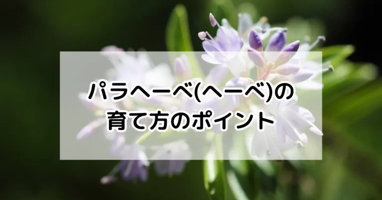 パラへーべ（へーべ）の育て方