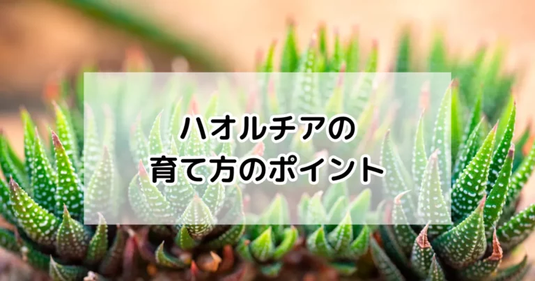 ハオルチアの育て方