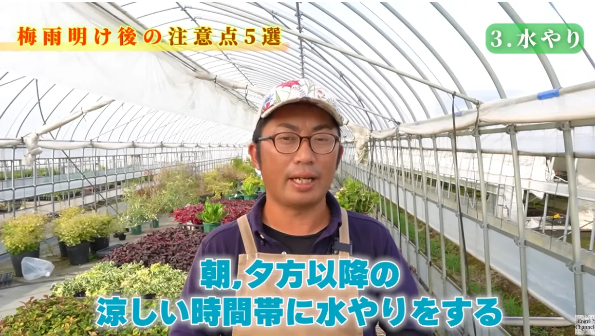 梅雨明け後の管理のポイント