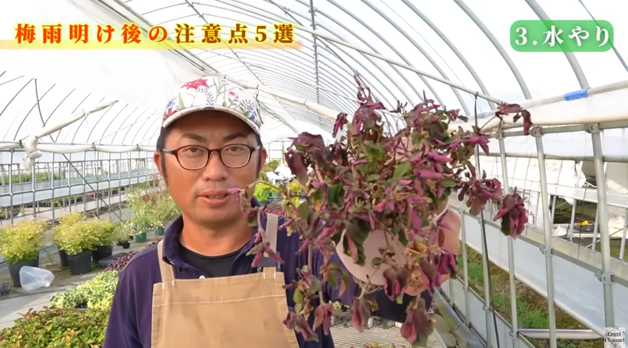 梅雨明け後の管理のポイント