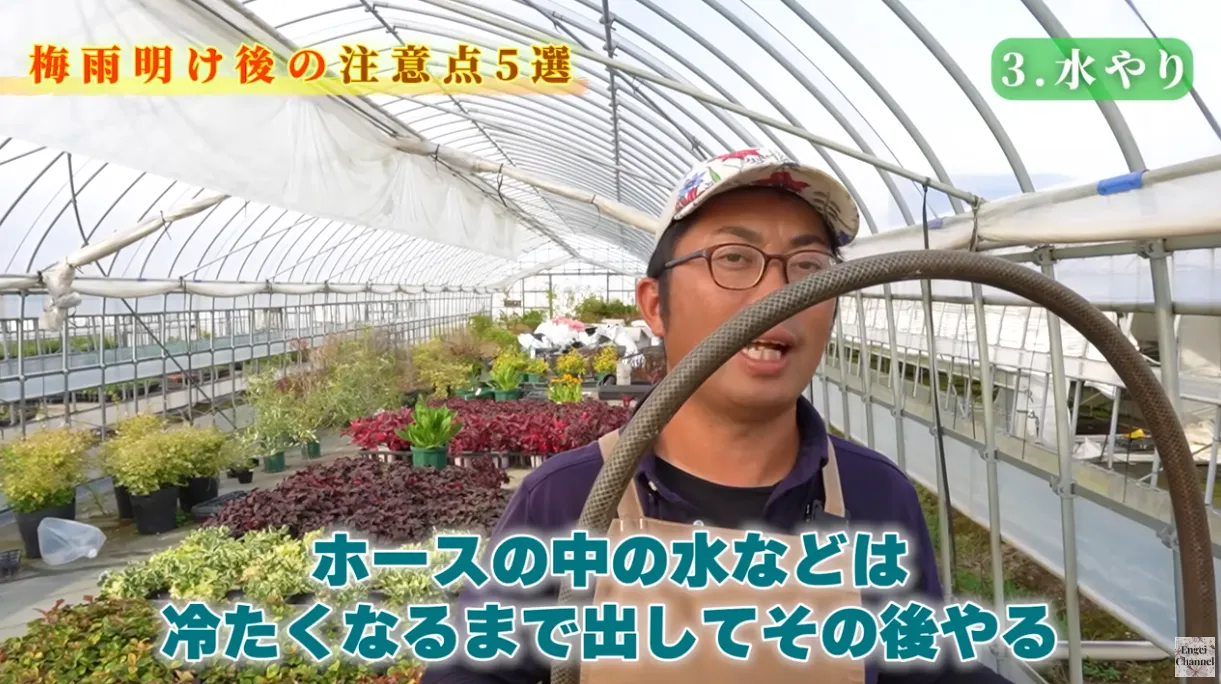 梅雨明け後の管理のポイント