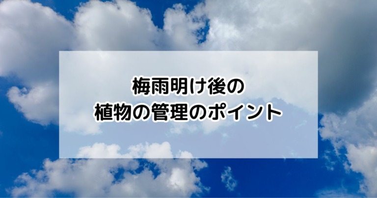 梅雨明け後の管理のポイント