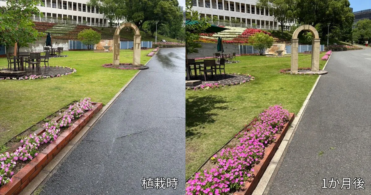 大学構内植栽事例20250708