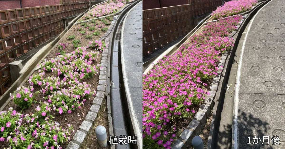 大学構内植栽事例20250708