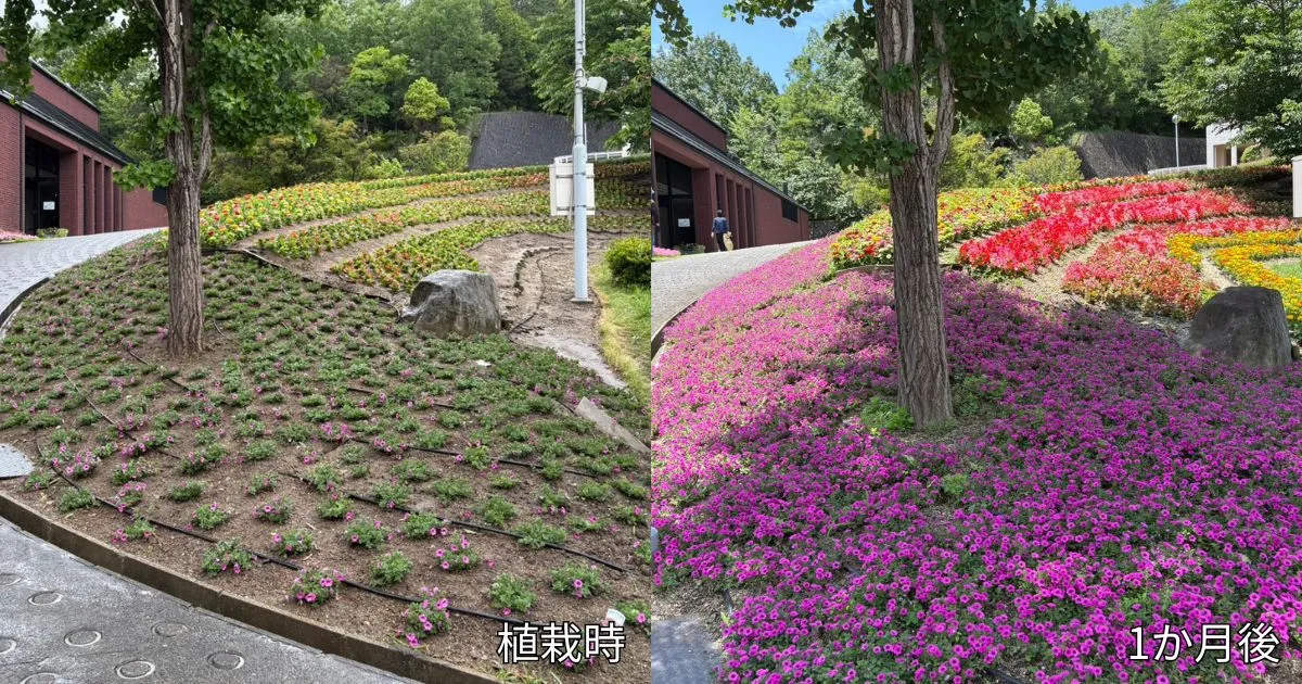 大学構内植栽事例20250708