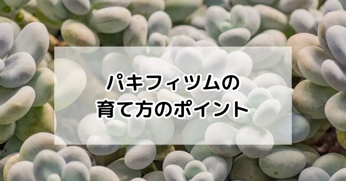パキフィツムの育て方