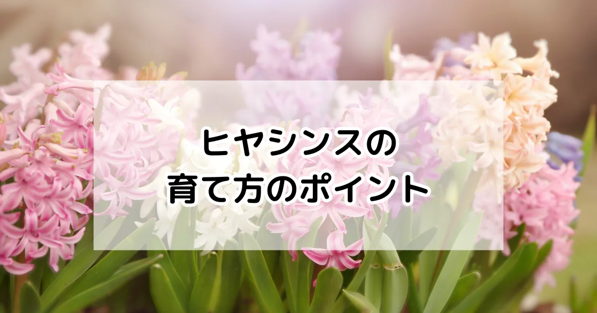 ヒヤシンスの育て方
