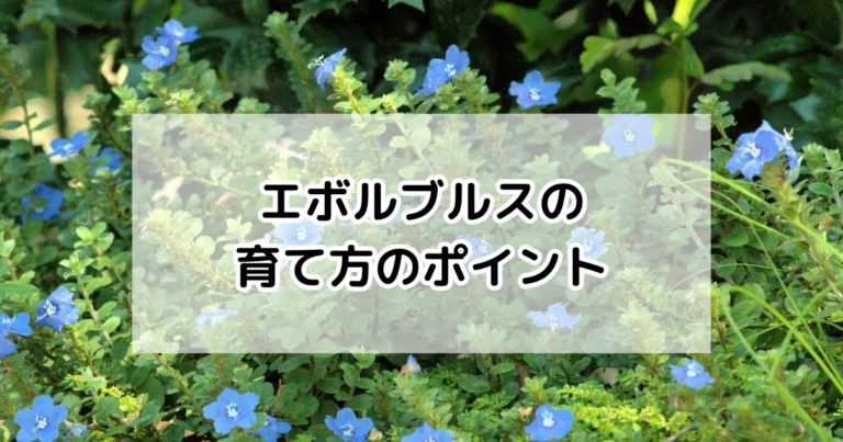 エボルブルスの育て方