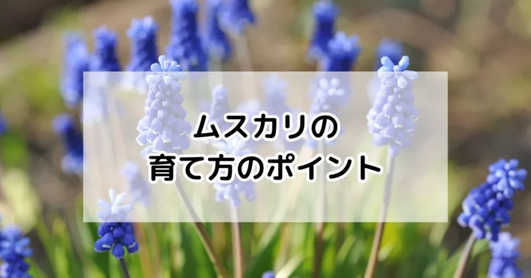 ムスカリの育て方
