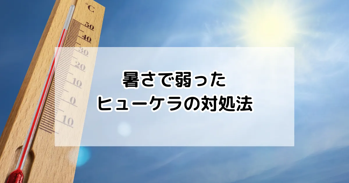 暑さで弱ったヒューケラの対処法