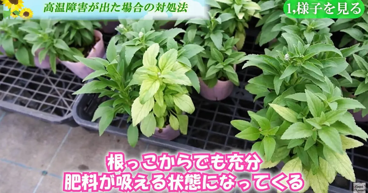 高温障害