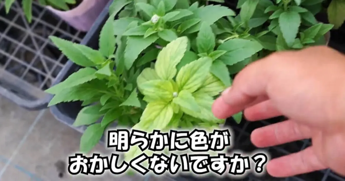 高温障害