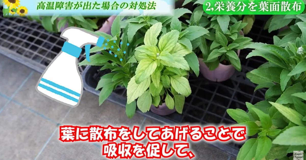 高温障害