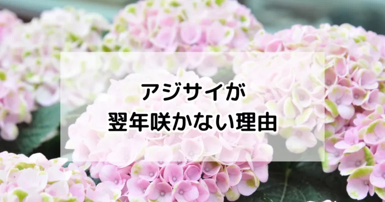 アジサイが翌年咲かない理由