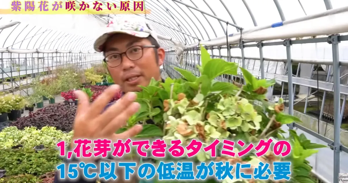 アジサイが翌年咲かない理由