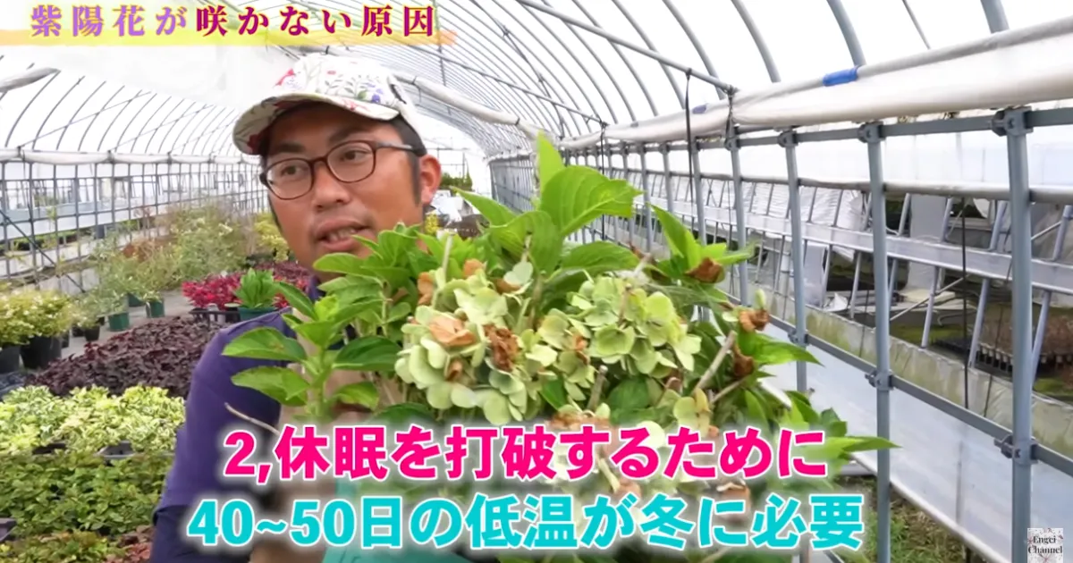 アジサイが翌年咲かない理由
