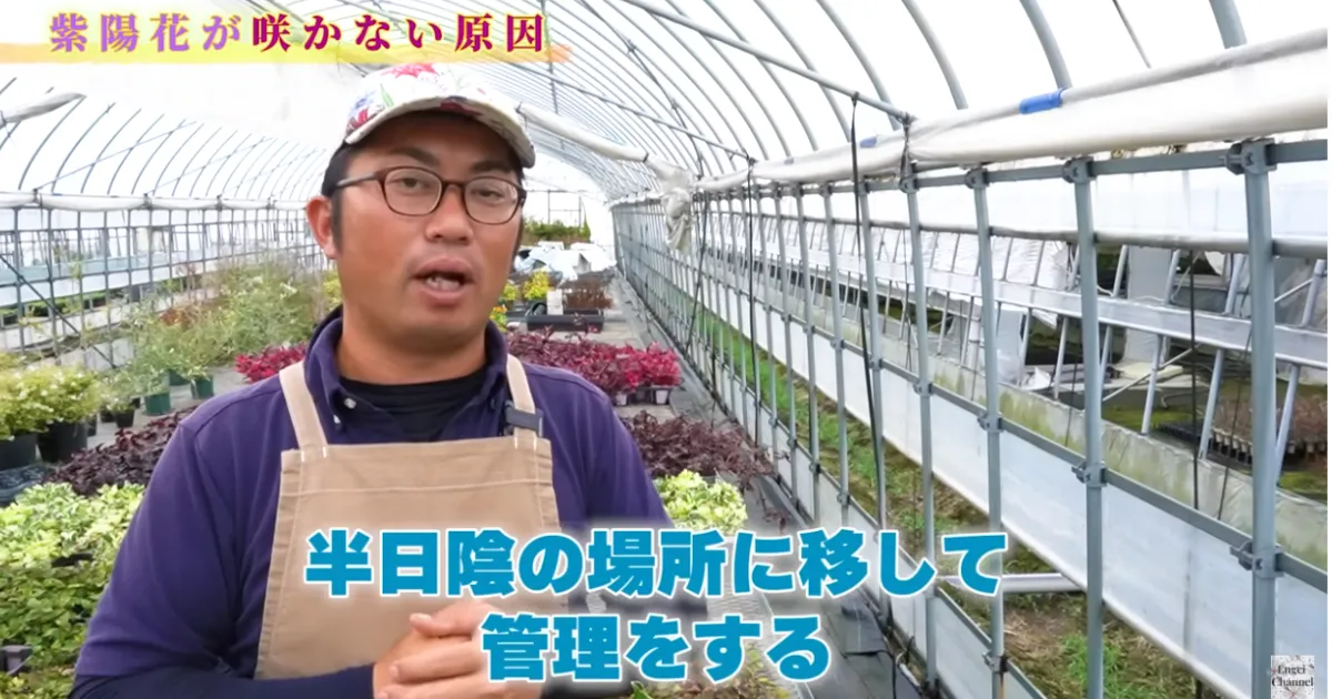 アジサイが翌年咲かない理由
