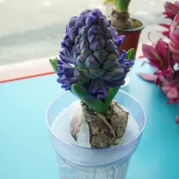 ヒヤシンスの育て方