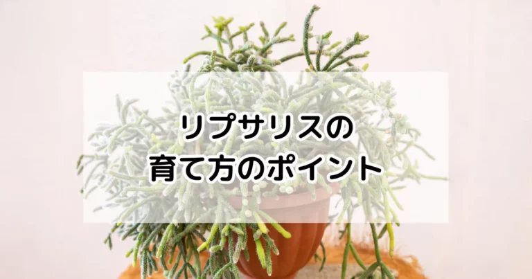 リプサリスの育て方