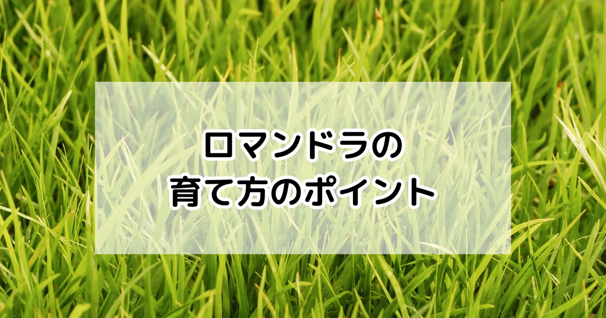 ロマンドラの育て方