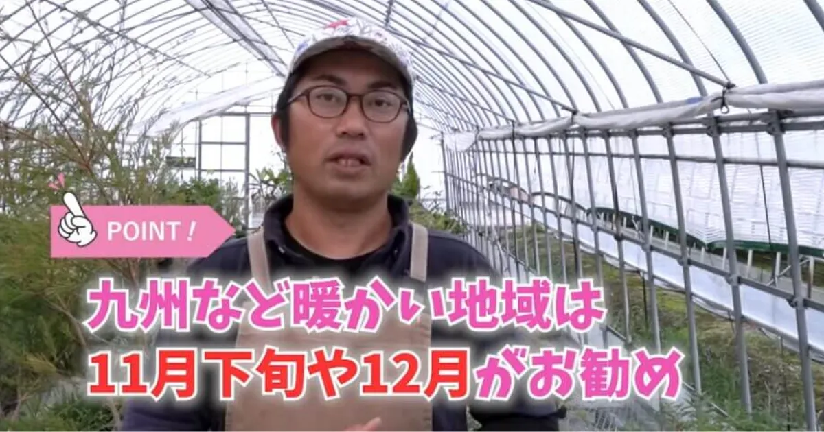 失敗しないチューリップの植え付け時期