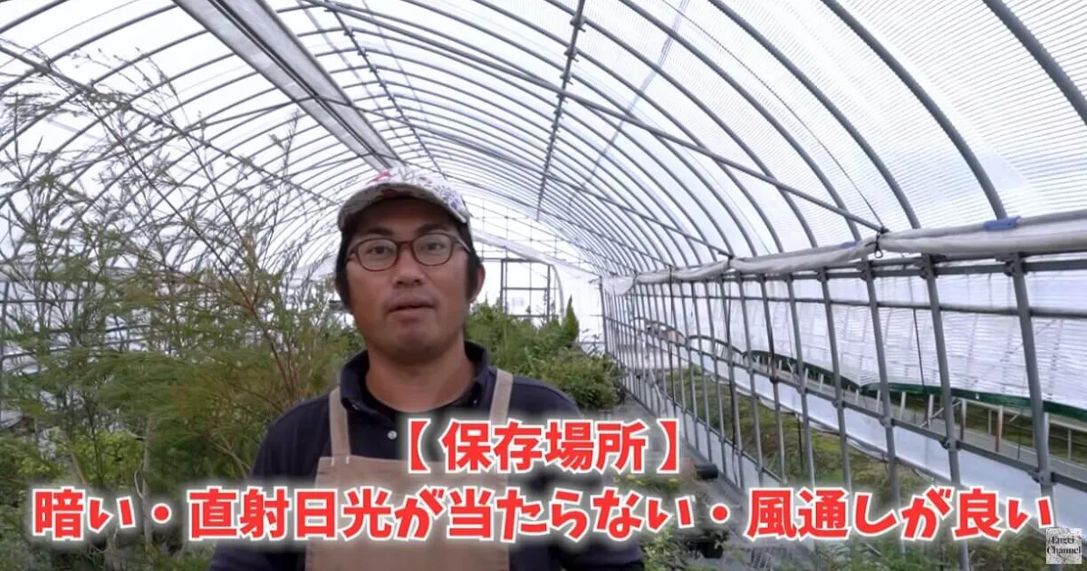 失敗しないチューリップの植え付け時期