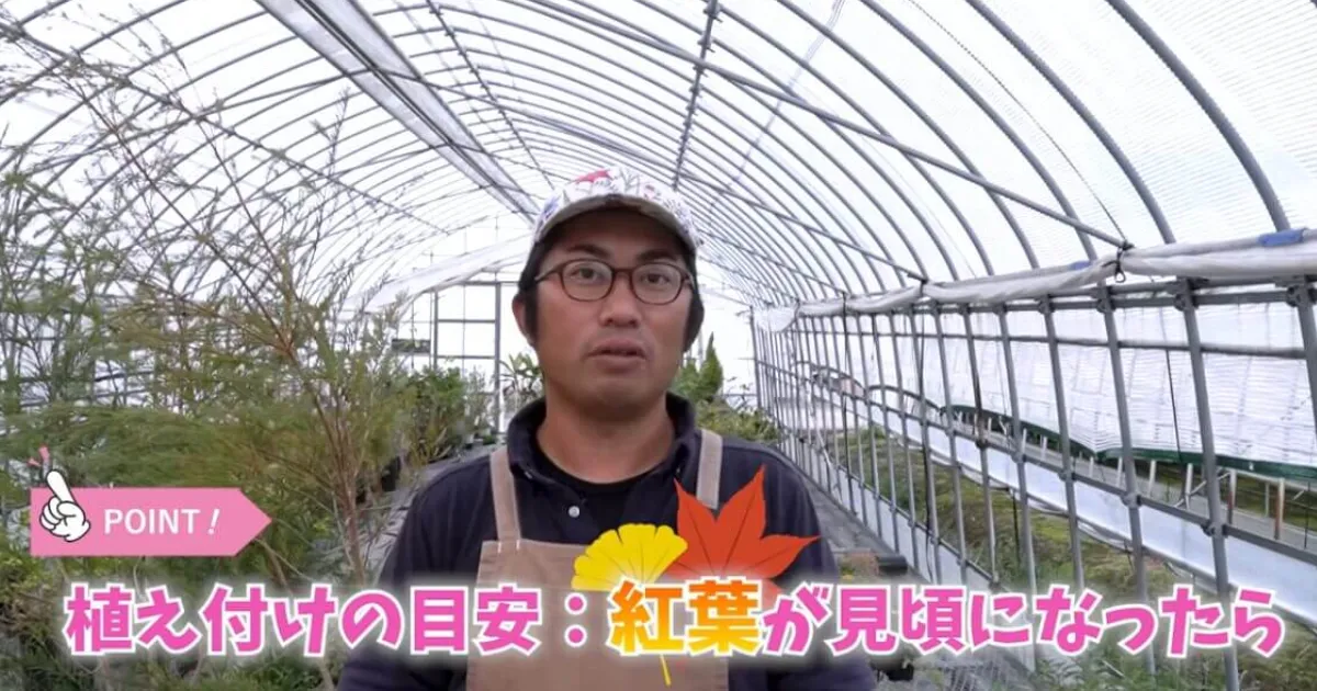 失敗しないチューリップの植え付け時期