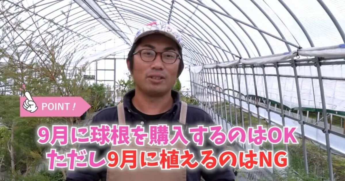失敗しないチューリップの植え付け時期