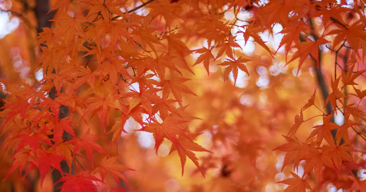 失敗しないチューリップの植え付け時期