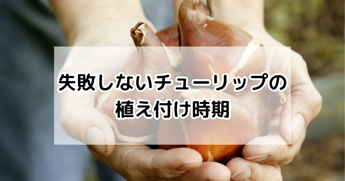 失敗しないチューリップの植え付け時期