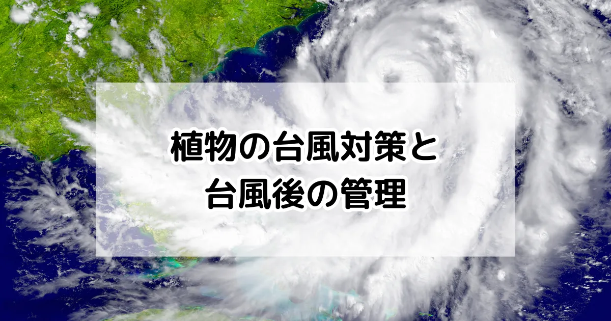 台風対策と台風後の管理