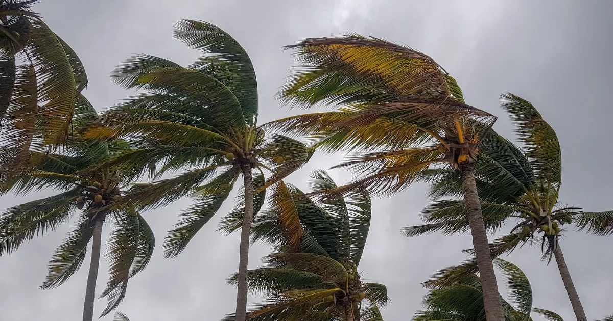 台風対策と台風後の管理