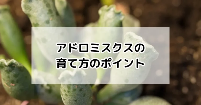 アドロミスクスの育て方