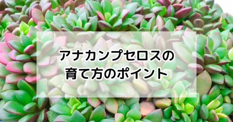 アナカンプセロスの育て方