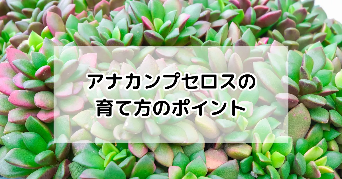 アナカンプセロスの育て方