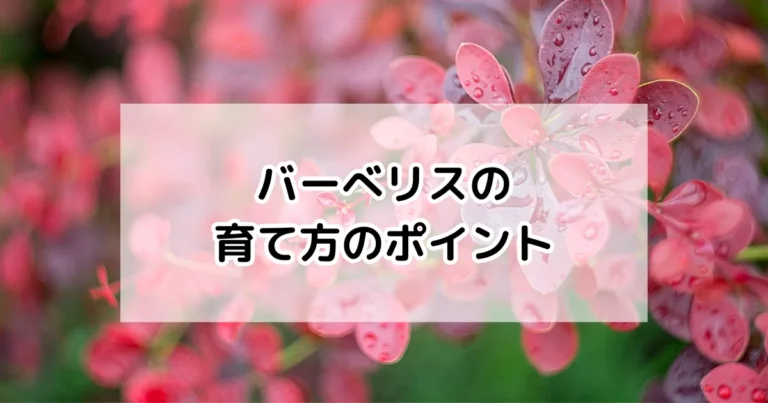 バーべリスの育て方