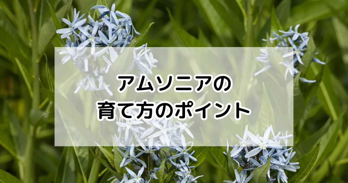 アムソニアの育て方