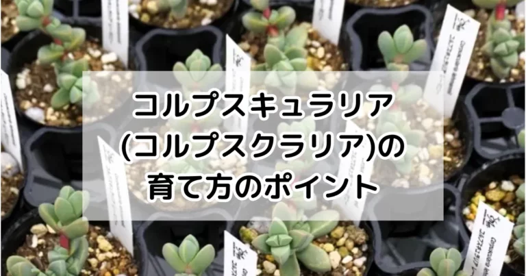 コルプスキュラリアの育て方