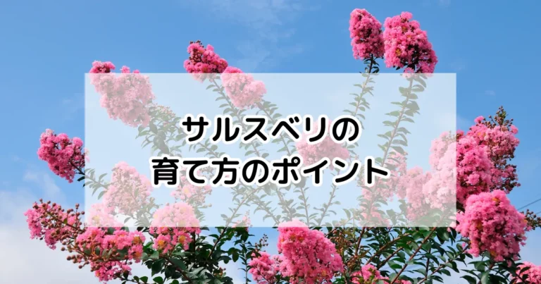 サルスベリの育て方