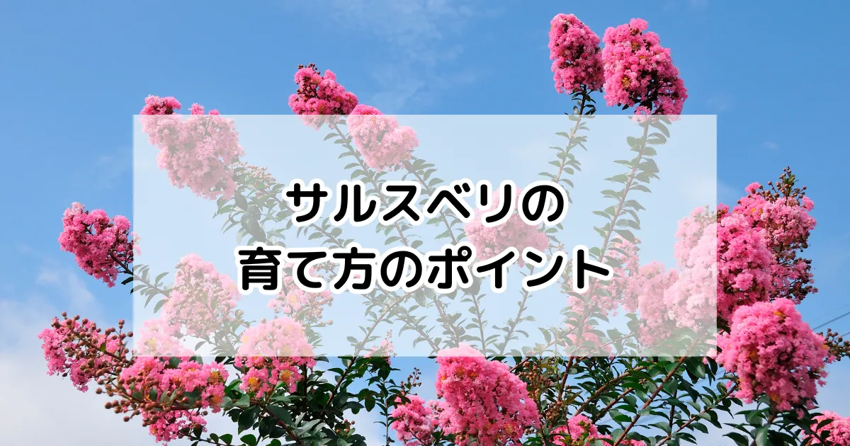 サルスベリの育て方