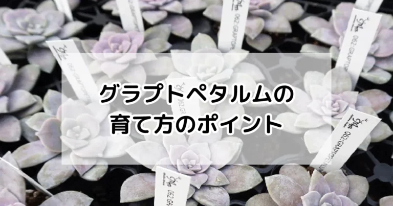 グラプトペタルムの育て方