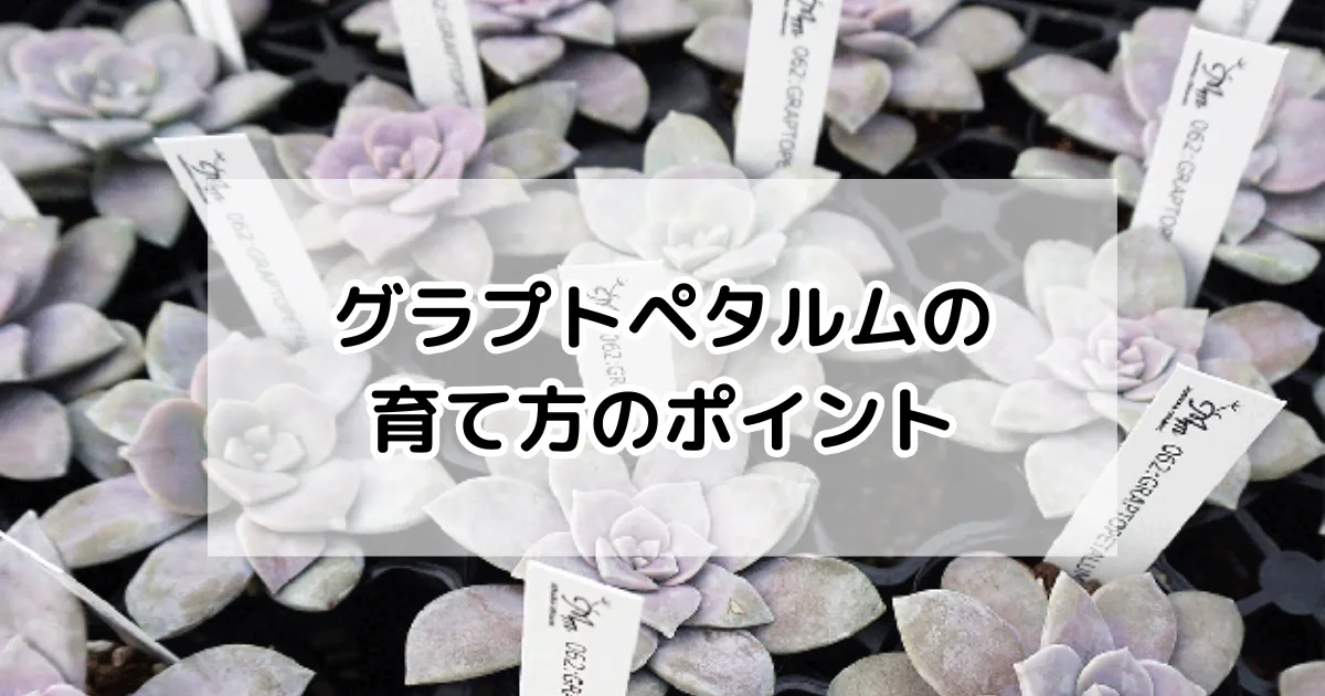 グラプトペタルムの育て方