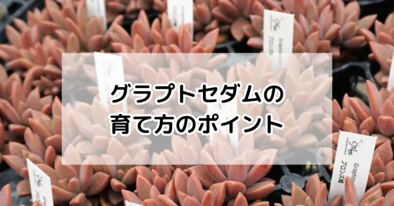 グラプトセダムの育て方