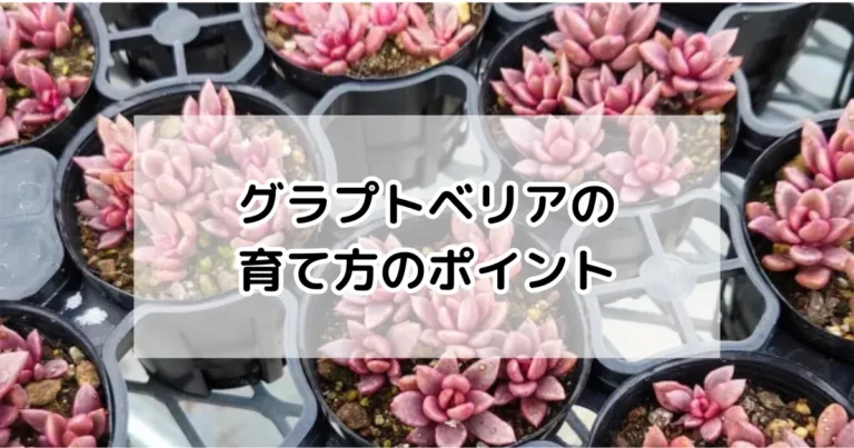 グラプトベリアの育て方